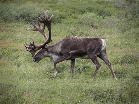 Greenland Reindeer Stock Photos, Pictures & Royalty-Free Images - iStock