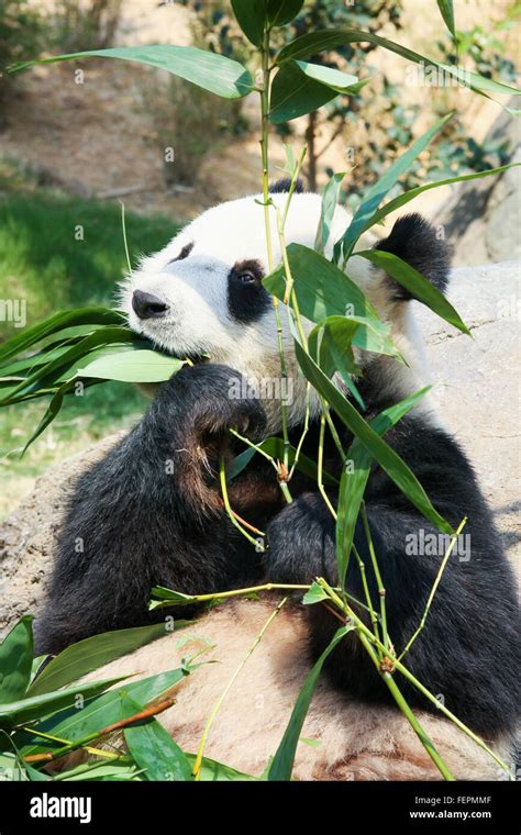 Panda eating bamboo Stock Photo - Alamy