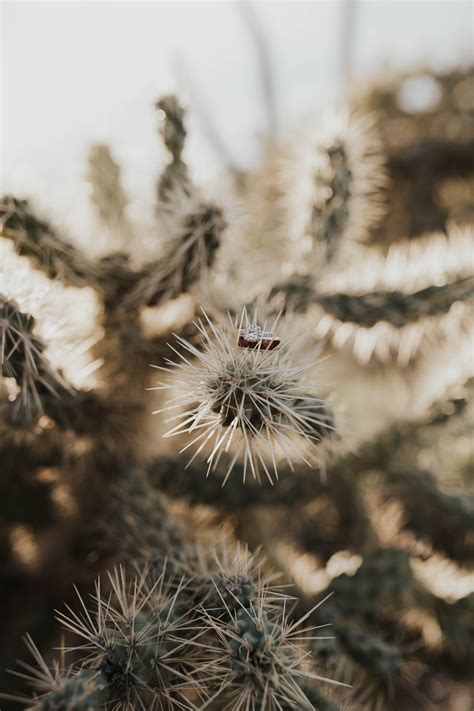 Allison and Josh's Effortlessly Cool Desert Wedding — Form Floral