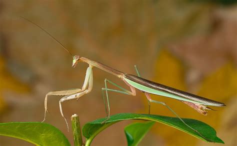 Chinese Mantis | Animal Database | Fandom