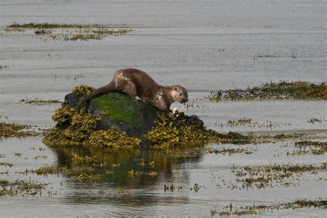 Shetland Wildlife (@ShetlandWild) / Twitter