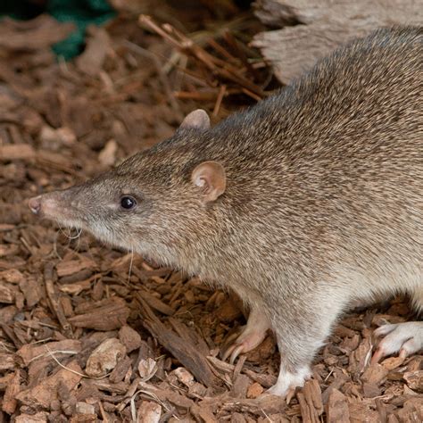 Northern brown bandicoot | Kakadu National Park