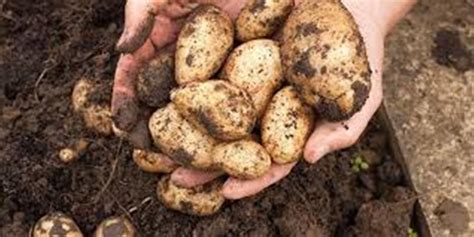 Organic Potato Farming: आलू की जैविक तरीके से खेती करने का तरीका, उन्नत किस्में, उपज और फसल ...