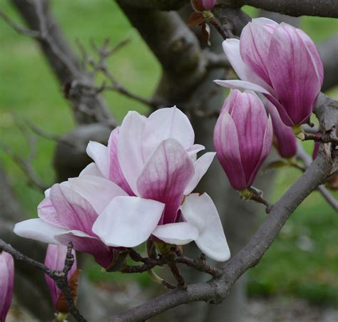 Saucer Magnolia | UMass Amherst Greenhouse Crops and Floriculture Program