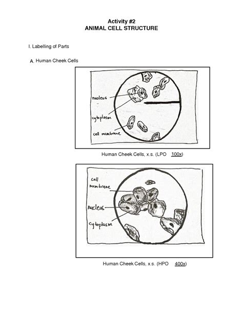 Cheek Cell Labeled Diagram