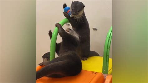 Otters who are very busy playing 🦦🦦🦦😂| Cute Otter - YouTube