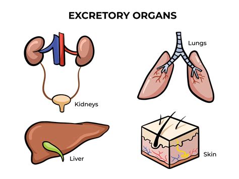 Human excretory organs with kidneys, lungs, liver, and skin vector illustration isolated on ...