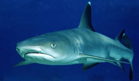 Whitetip Reef Shark | Shark Week | Discovery