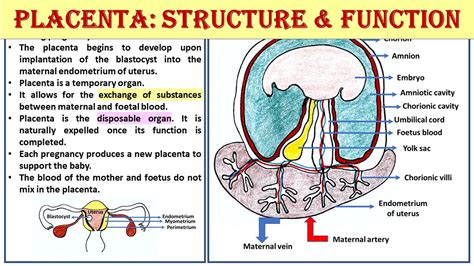 Placenta Structure And Function | Porn Sex Picture