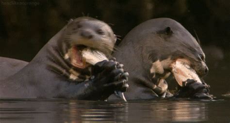 Giant Otter GIFs - Find & Share on GIPHY