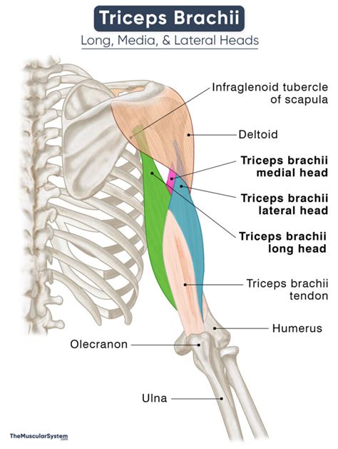 Triceps Brachii - Action, Origin, Insertion, Anatomy, & Diagram