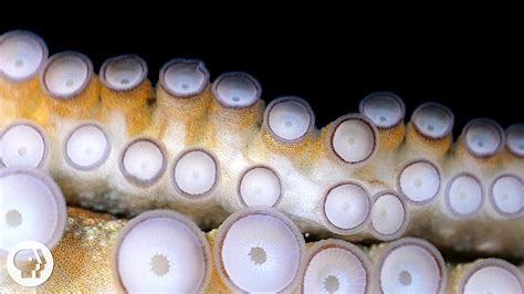 A Deep Look at How an Octopus Uses Its Suckers to Smell and Taste In ...