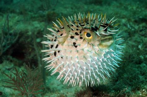 How deadly pufferfish toxin led to a breakthrough long-lasting local ...