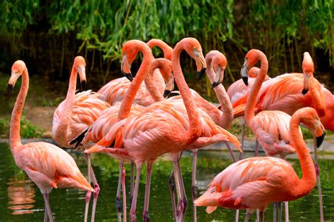 Why Are Flamingos Pink? - Parade Pets