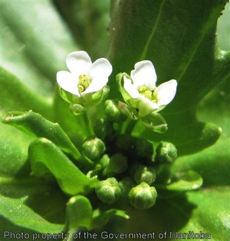 Province of Manitoba | agriculture - Stinkweed