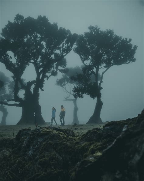 Guía completa para visitar Fanal, el bosque encantado de Madeira - Lost Coconuts