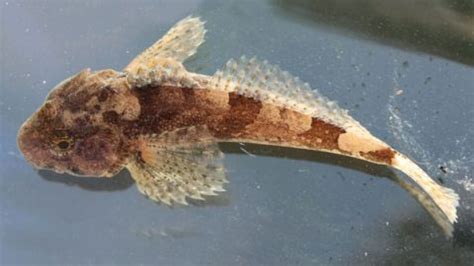 Mottled Sculpin | TNACIFIN | Freshwater Information Network