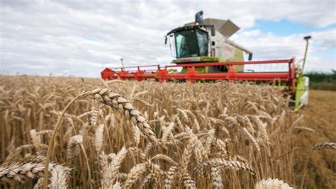 Harvest 2019: Wheat cutting in Kent to resume after rain - Farmers Weekly