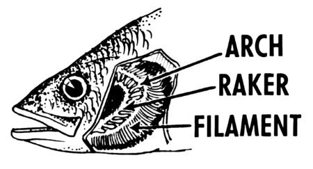 Fish Respiratory System | Overview & Function | Study.com