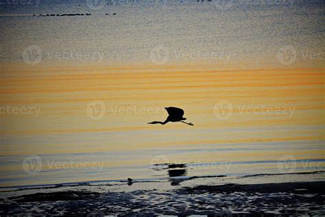 Silhouette of Flying Blue Heron 707153 Stock Photo at Vecteezy