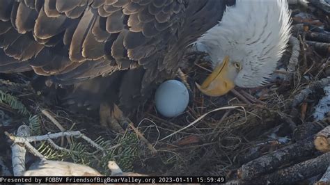 Big Bear bald eagle eggs unlikely to hatch, experts say - KESQ