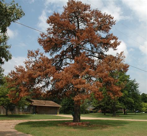 Expert: Autumn the ‘absolute perfect season’ for planting trees in Central Texas | AgriLife Today