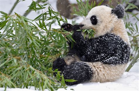 panda, Bamboo, Branches, Leaves, Snow, Winter, Baby Wallpapers HD / Desktop and Mobile Backgrounds