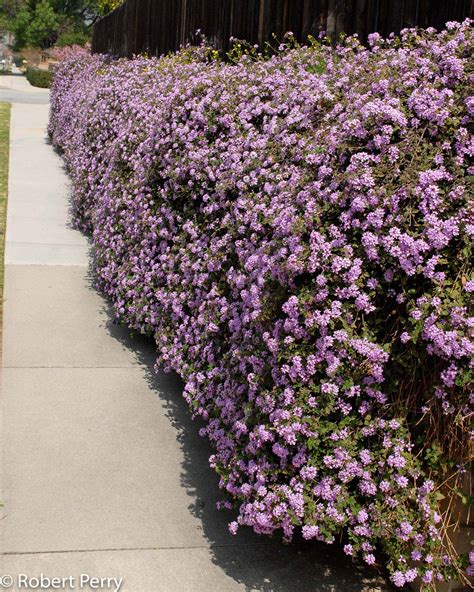 Trailing lantana - Waterwise Garden Planner