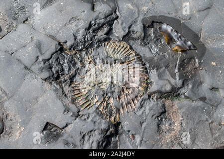 Kimmeridge Bay fossil hunting, Dorset, UK Stock Photo - Alamy