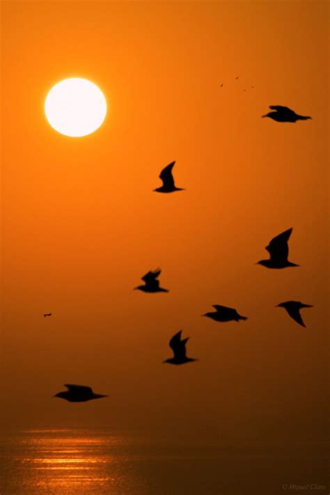 The Sunset Birds @ Astrophotography by Miguel Claro