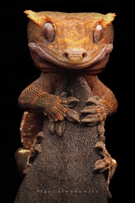 🔥 The Crested Gecko was thought extinct until it was rediscovered in ...