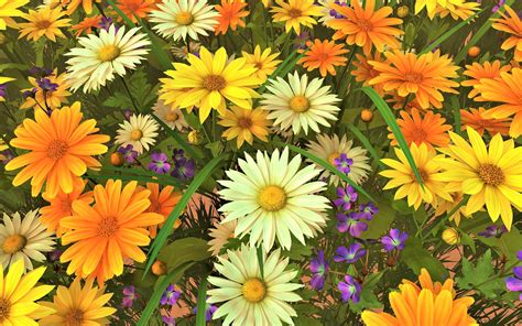 Yellow Daisy Wallpapers - Top Free Yellow Daisy Backgrounds ...