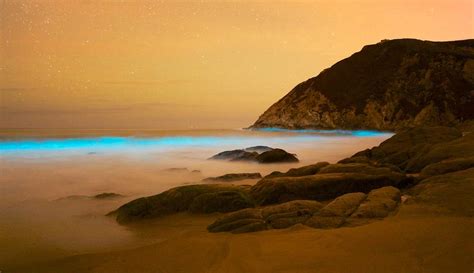 Bioluminescent Beaches - Wonder of Nature - Politics and Daily News - Nandamuri Fans Discussion ...