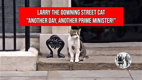 Just another day for Larry the Downing Street Cat - YouTube