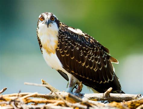 Hawks: Diurnal Birds of Prey – Nature Blog Network