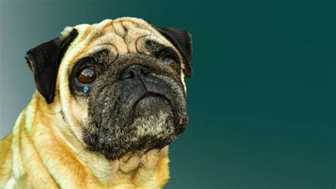 Pug Crying&Whining: Common Causes and How to Stop