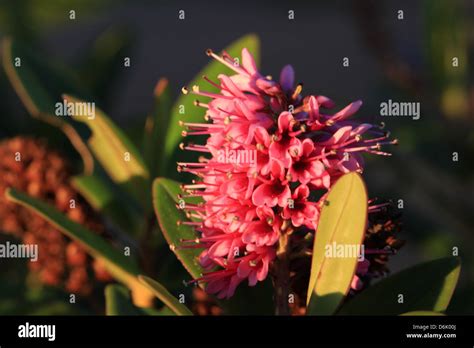 Purple Hebe flowers in the fall garden Stock Photo - Alamy