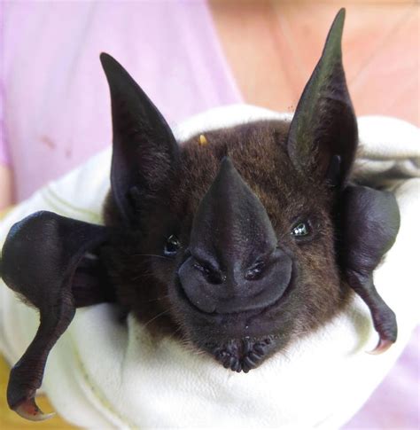 17 Best images about Bats & Flying Foxes on Pinterest | Baby bats, Batman tv series and Cute bat