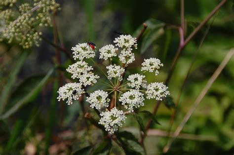 Mt. Cuba Center | Wild & Wicked Poisonous Plants - Mt. Cuba Center