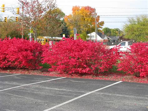 Bright Red Shrubs | Friesner Herbarium Blog about Indiana Plants