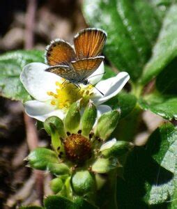 Western Pygmy Blue Butterfly-Smallest Butterfly