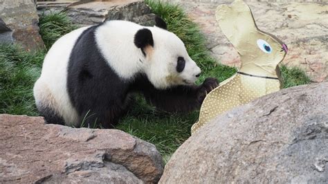 Adelaide Zoo pandas, meerkats and lions tuck into Easter treats - ABC News