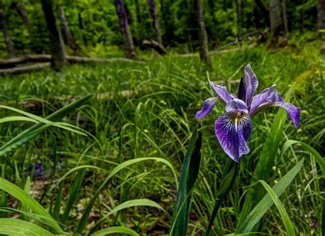 Misadventures Of An Amateur Photographer: Swamp Iris