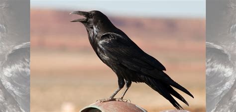 Bird Video: The "Caw" of a Crow and the "Kraa" of a Raven