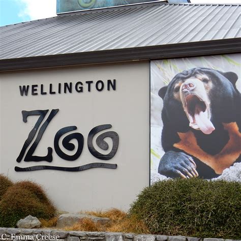 Feeding a Lion at Wellington Zoo - an experience I'll never forget ...