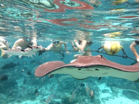 Snorkeling Guided Tour at Moorea Lagoonariumby Moorea Water Games - Far ...