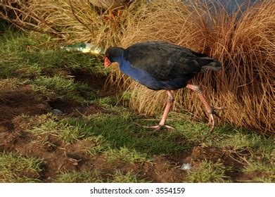 880 Pukeko Birds Images, Stock Photos, 3D objects, & Vectors | Shutterstock