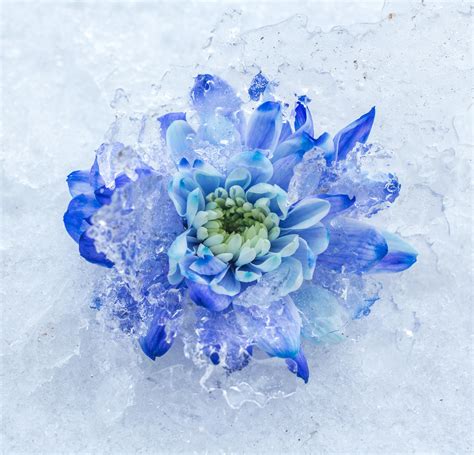 ice flower on Behance