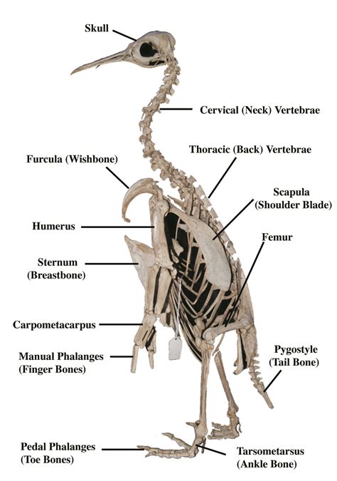 Penguin | Anatomy bones, Anatomy, Penguins