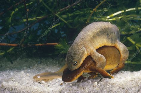 Northwestern Salamanders in amplexus - Stock Image - Z700/0757 - Science Photo Library